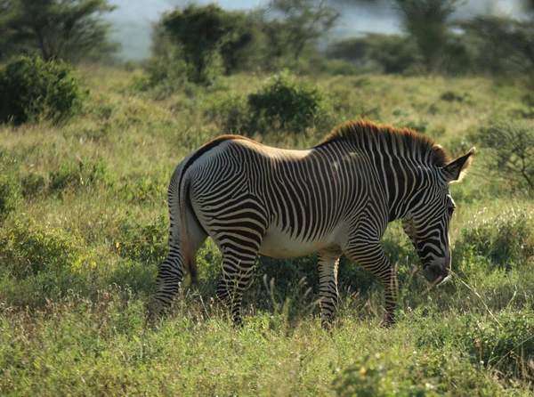 Einzelnes Grevy-Zebra — Stockfoto