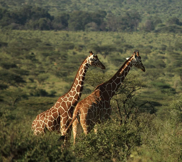 Duas girafas africanas — Fotografia de Stock