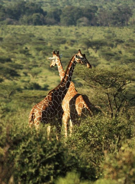 Два сетчатых жирафа — стоковое фото