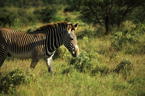 Zebra caminhando pela grama — Fotografia de Stock