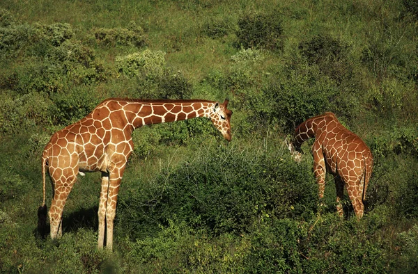 Duas girafas se alimentando — Fotografia de Stock