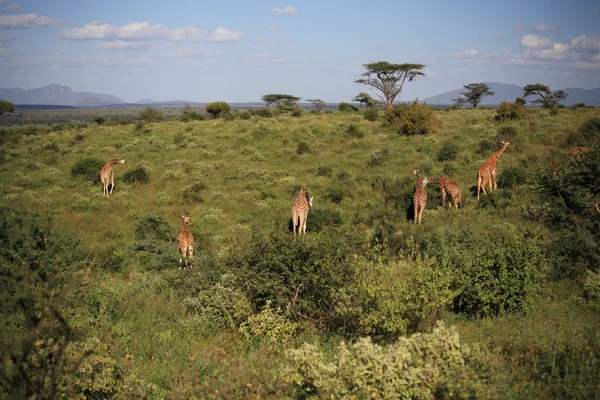 Tepe üzerinde besleme zürafa — Stok fotoğraf