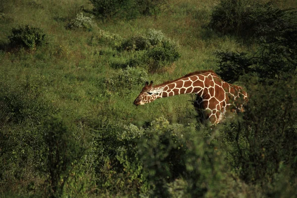 Girafe atteindre pour la nourriture — Photo