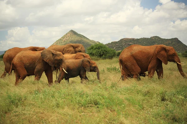 Zeven olifanten — Stockfoto