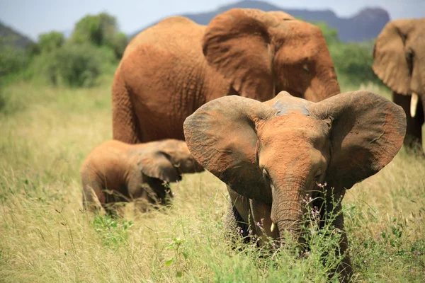 Flokk med elefanter – stockfoto