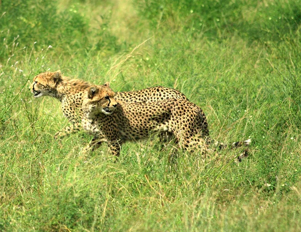 Gepardi běží — Stock fotografie