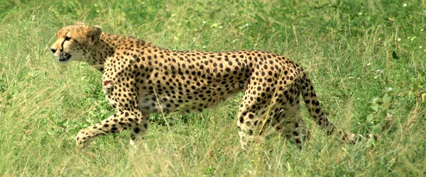 Cheetah kaçan — Stok fotoğraf