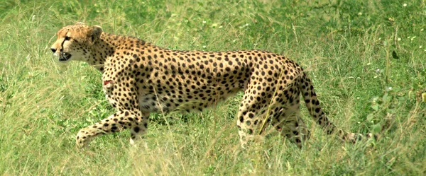 Cheetah on the run