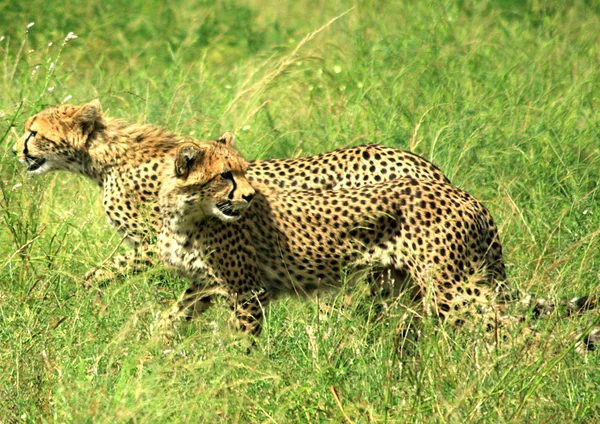 Cheetahs running — Stock Photo, Image