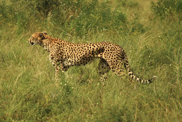 Injured cheetah — Stock Photo, Image