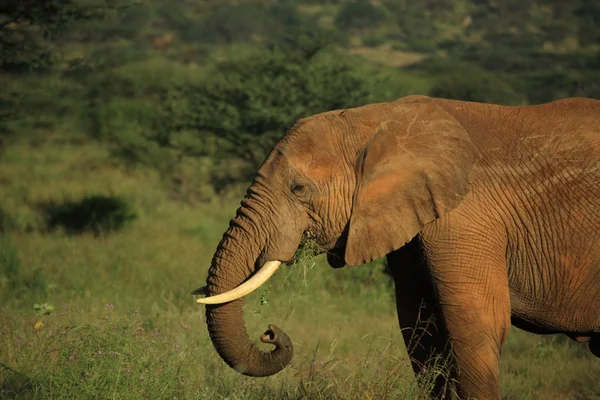 Éléphant d'Afrique manger — Photo