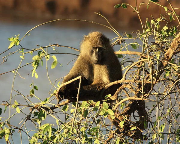 Gros plan d'un babouin olive — Photo