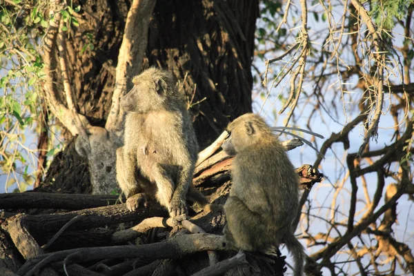 Two olive baboons in a tree — Stock Photo, Image