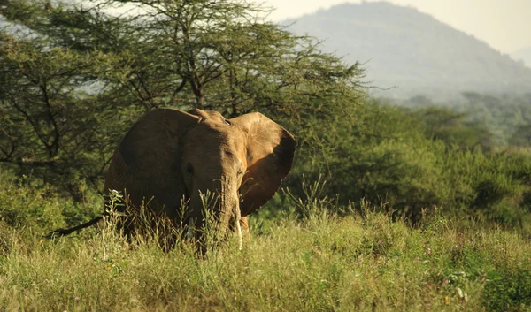 Elefante en la hierba — Foto de Stock