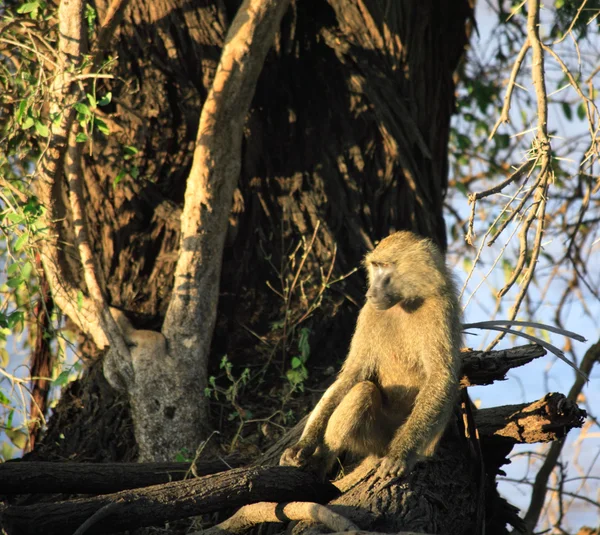 坐在一棵树的狒狒 — 图库照片