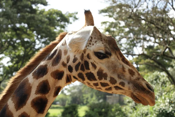 Proche d'une girafe — Photo