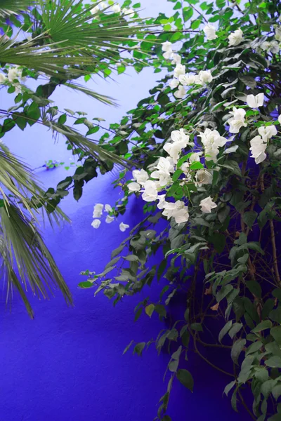 Flowers against a blue wall — Stock Photo, Image
