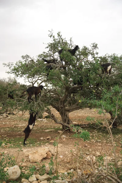 Ziegen im Baum — Stockfoto