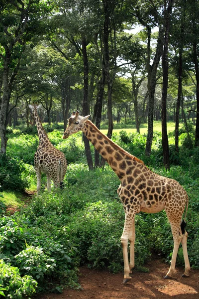 Два жирафа прогулюються — стокове фото