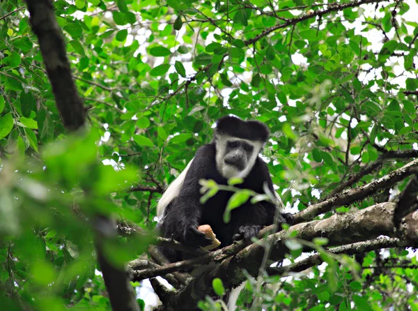 Colobus opice — Stock fotografie