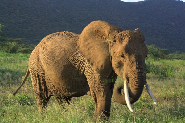 Elefante comiendo hierba — Foto de Stock