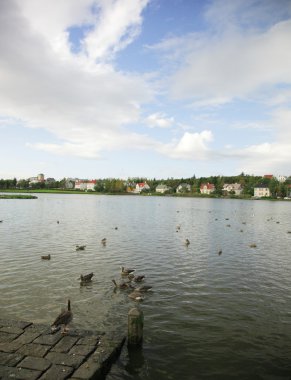 tjornin Gölde ördekler