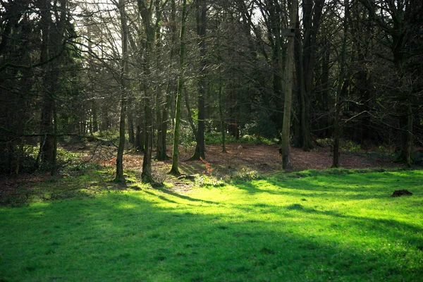 Sunlight through the trees — Stock Photo, Image