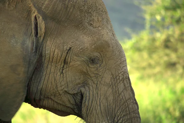 Nær en elefant – stockfoto