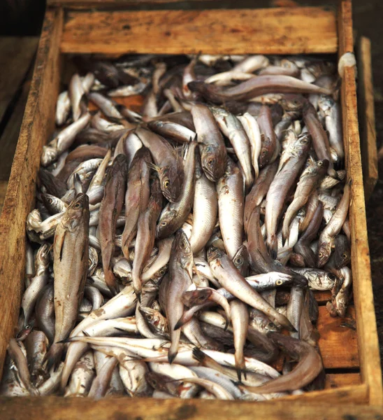 Pescado capturado — Foto de Stock