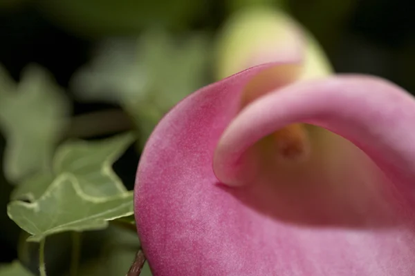 Ljusa rosa cala lily — Stockfoto