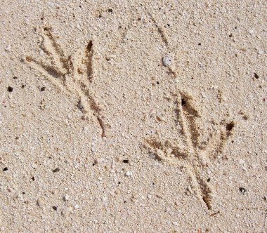 Kumda ayak izleri