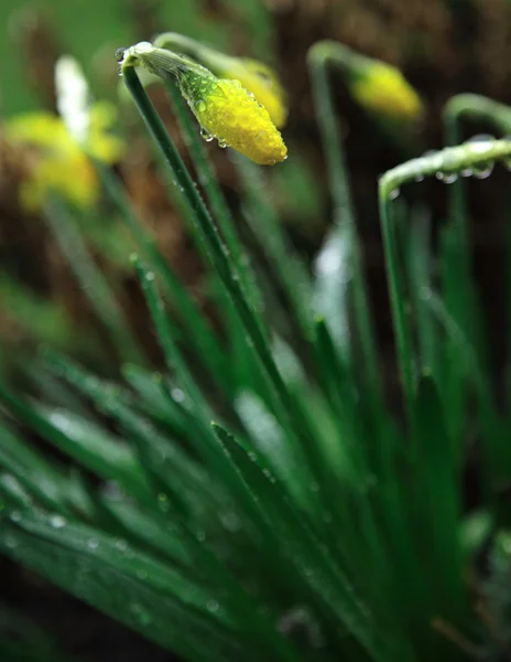 在雨中的水仙花 — 图库照片