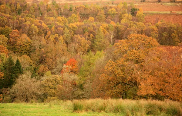 Podzimní stromy — Stock fotografie