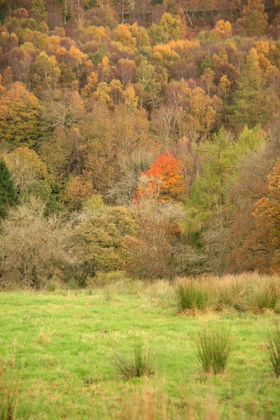 Árboles en el otoño —  Fotos de Stock
