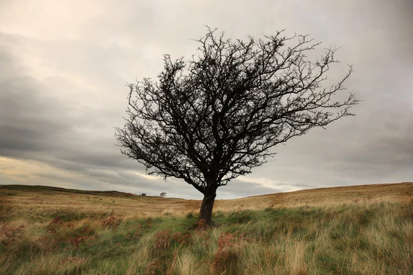 Einzelner Winterbaum — Stockfoto