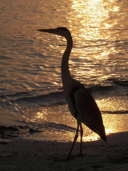 Silhouet heron — Stockfoto