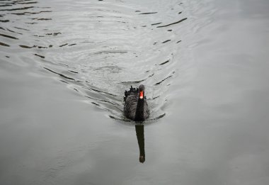 Single black swan clipart