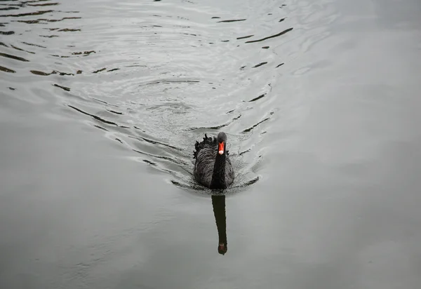 Jediné Černá labuť — Stock fotografie