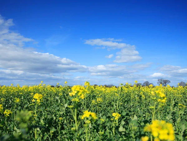 Rapsfeld — Stockfoto