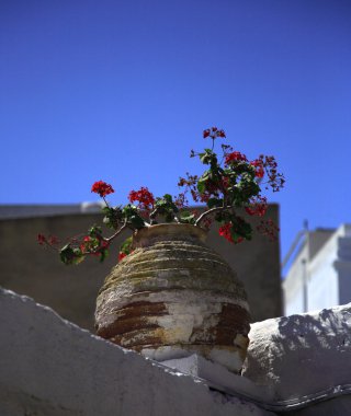 eski bir tencerede Sardunya