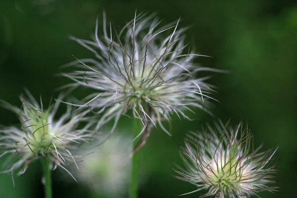 Têtes de graines — Photo