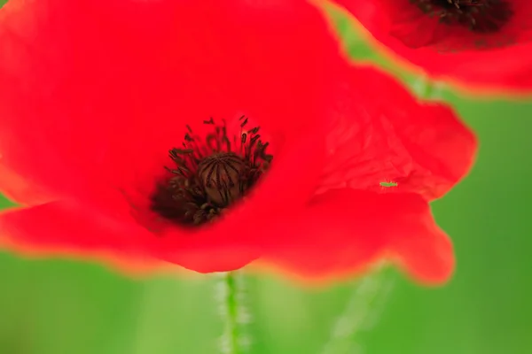 Abstract poppy — Stock Photo, Image