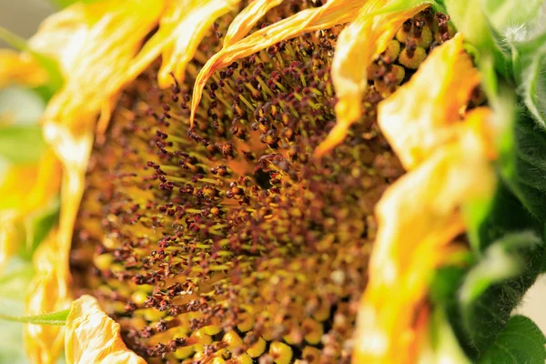 Zonnebloem close-up — Stockfoto