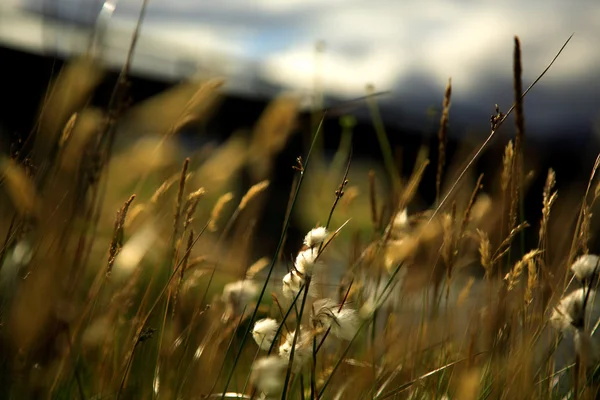 Nieostrość traw — Zdjęcie stockowe