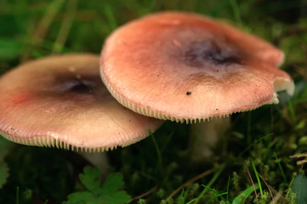 Gros plan de deux champignons — Photo