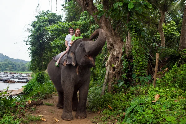 斯里兰卡的大象， — 图库照片
