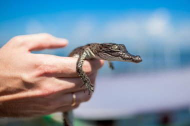 Genç caiman crocodilus