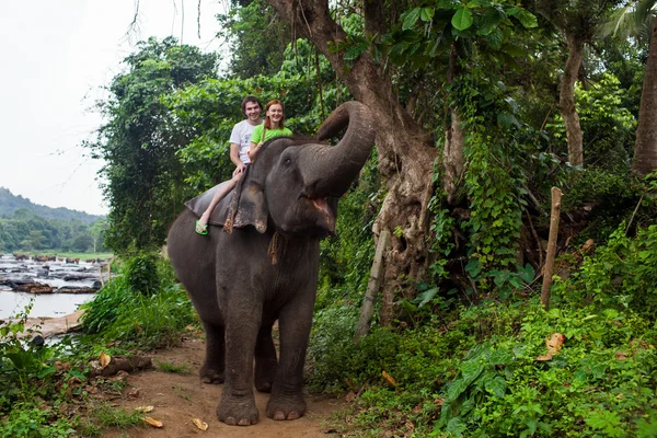 Słoń, sri lanka — Zdjęcie stockowe