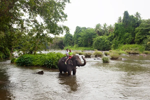 Слон, Шри-Ланка — стоковое фото