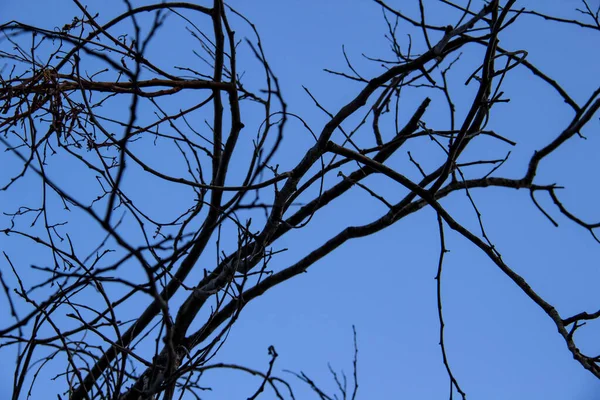 蓝色背景上的裸树分枝 蓝色背景下的树枝 — 图库照片